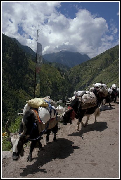 caravane yak nepal