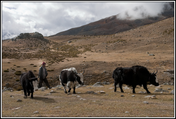 troupeau yak népal
