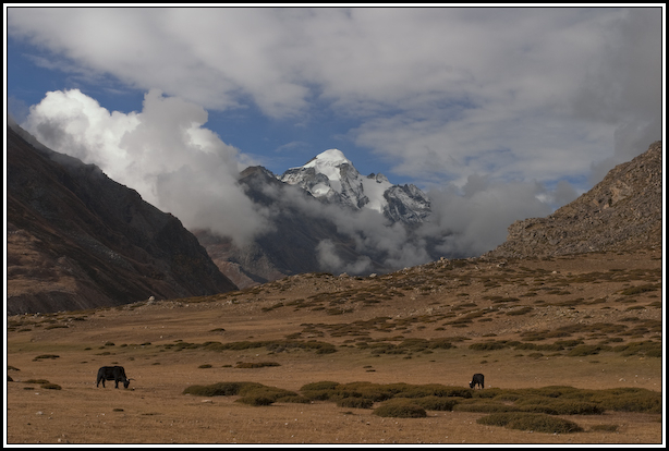 yak sommet neige népal