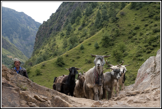 troupeau chèvre népal