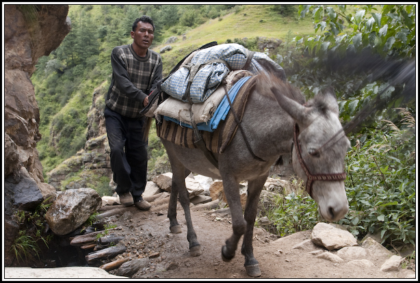 mule népal