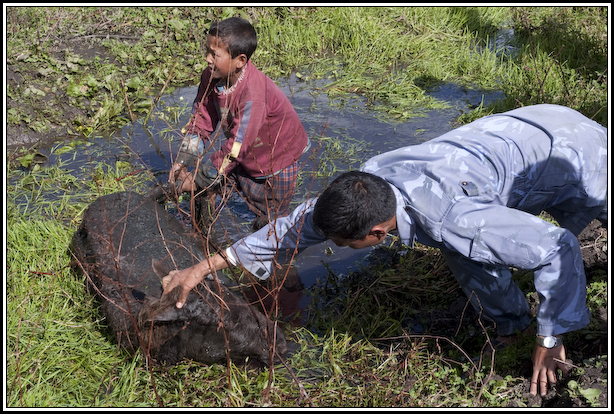 boue cheval inondation simikot népal