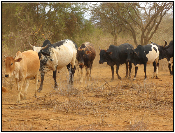 troupeau masai