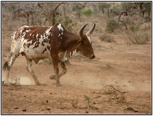 vache masai