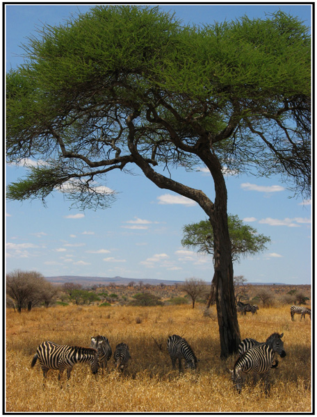 zebre troupeau tarangire