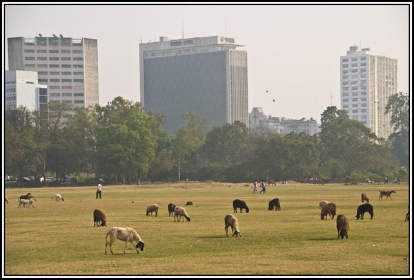 mouton Calcutta