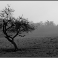 arbre_brouillard.jpg