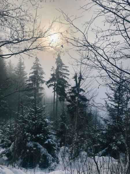 brouillard_neige_sapin.jpeg