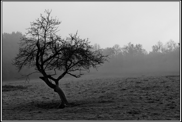 arbre_brouillard.jpg