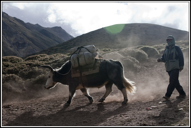 yak nepal