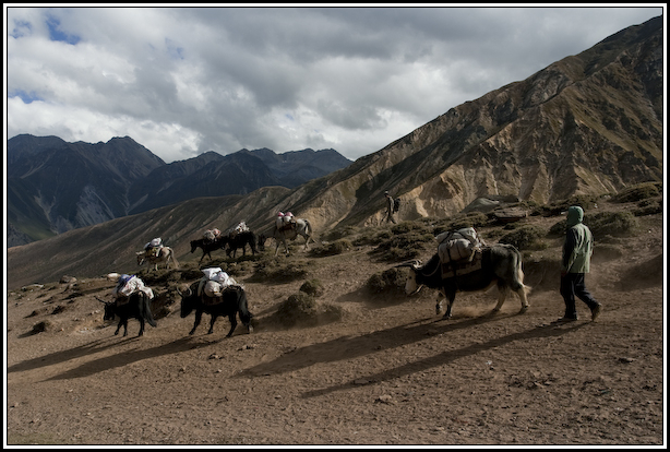 caravane yak nepal