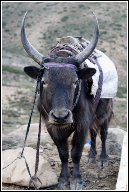 yak nepal