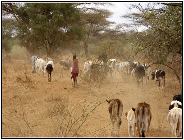 troupeau masai