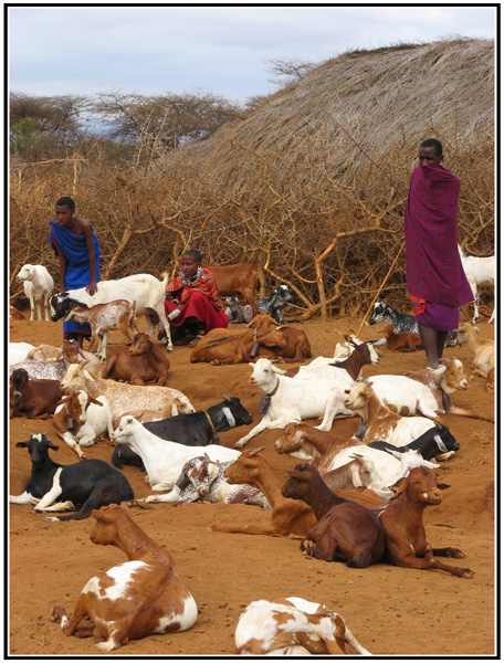 troupeau chevre masai