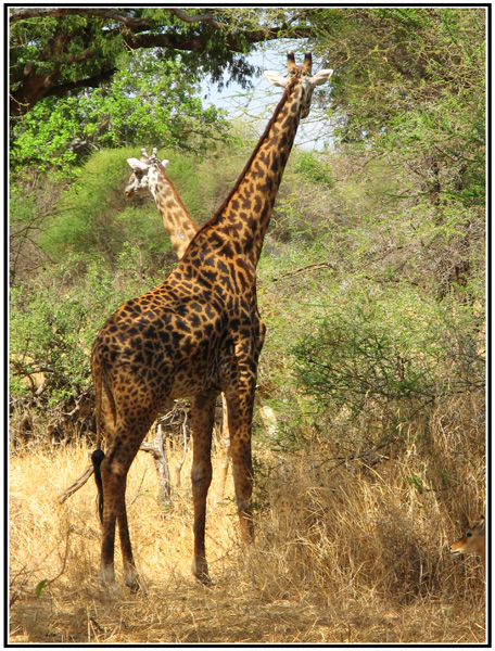 girafe tanzanie