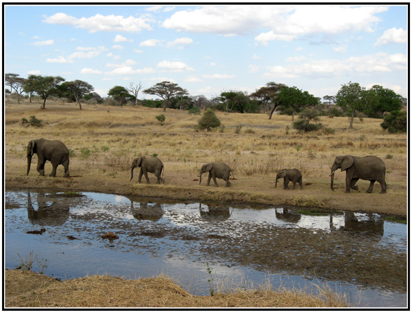 famille éléphant tanzanie