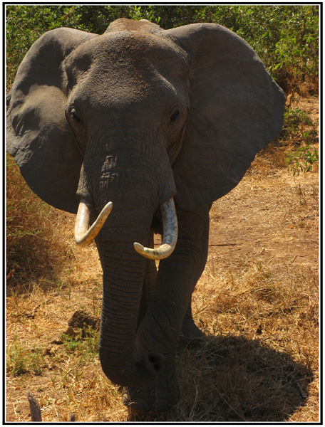 elephant manyara